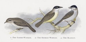 The Garden-Warbler, The Orphean Warbler, The Blackcap by Alexander Francis Lydon